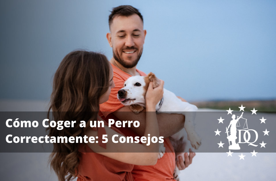 Cómo Coger a un Perro Correctamente